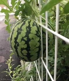 好玩吃瓜,好玩吃瓜,一网打尽明星幕后故事