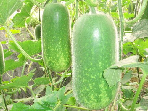 溪边吃瓜拍照图片,定格夏日美好时光