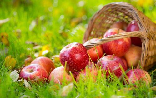 吃瓜客苹果,科技与美食的跨界融合