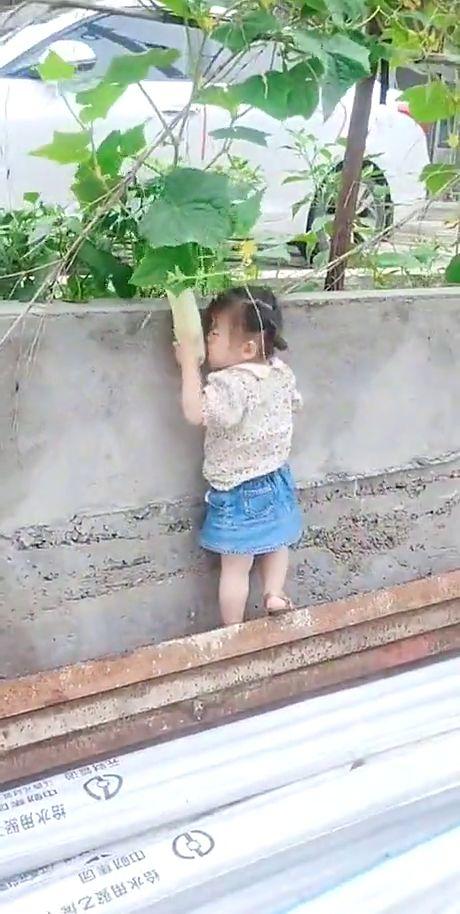 小孩偷瓜棚瓜吃,一场童趣盎然的瓜棚趣事