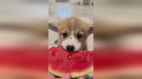 小狗吃冰冻瓜,冰冻瓜的甜蜜诱惑
