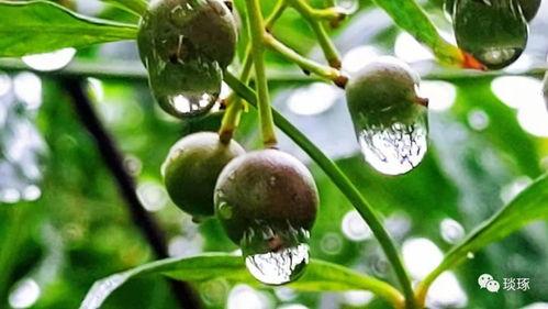 韩国江南吃瓜,揭秘韩国江南区的吃瓜盛事