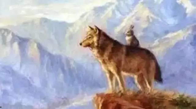 狼和兔子吃瓜,一场生态平衡的奇妙之旅