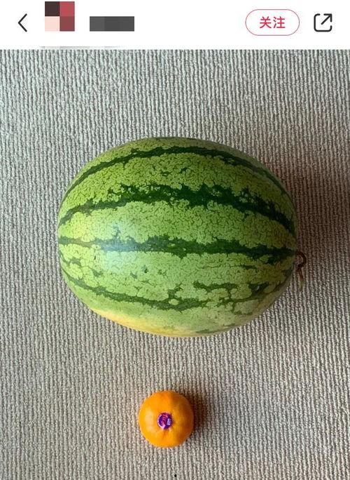 杭州老外吃瓜,感受中国市井风情