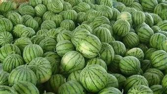 地里吃瓜的渣,品味乡村生活的甜蜜滋味