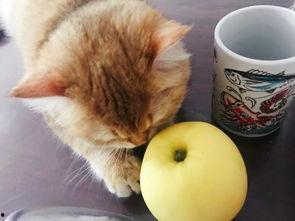 猫吃苹果瓜,猫咪的苹果瓜美食之旅