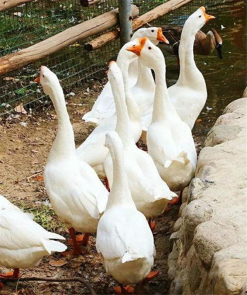 毒舌吃瓜鹅,揭秘娱乐圈背后的真相与笑料