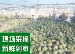 从未吃瓜,一位从未吃瓜的旁观者视角