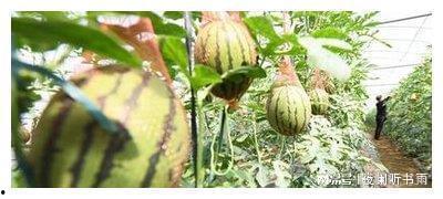 吃瓜自由原因,网络舆论场中的自由与边界