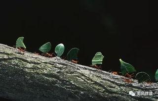 蚂蚁健身吃瓜,吃瓜群众眼中的健身潮流