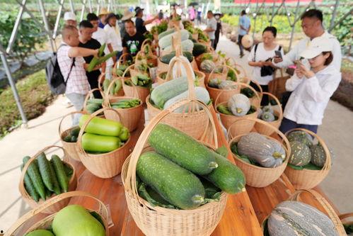 吃瓜新球,揭秘娱乐圈的幕后故事