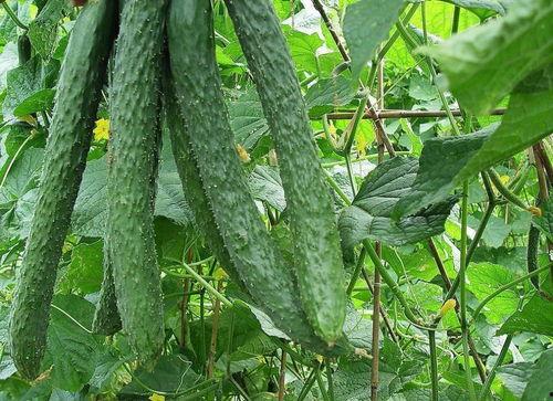 梨瓜直接吃,直接食用尽享自然美味