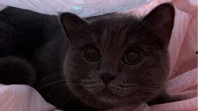 猫咪小徐吃瓜,猫咪小徐的瓜田奇遇记