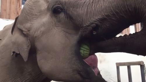 大象的吃瓜方式,揭秘巨兽的独特饮食习惯