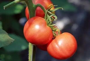 吃番茄可以吃茄瓜吗,同源美味，能否共享餐桌？