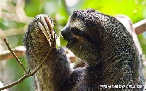 树懒吃狼瓜,揭秘热带雨林中的独特食性