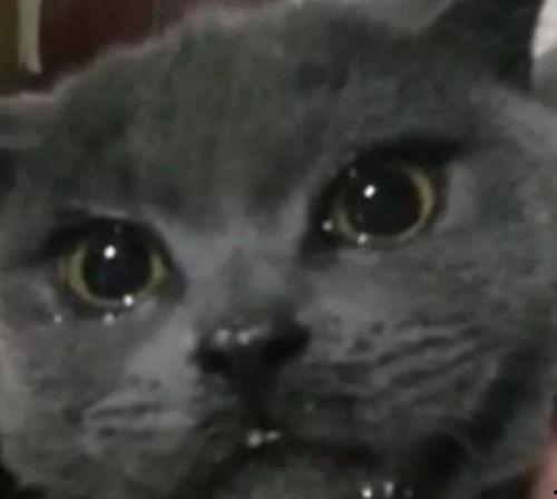 吃瓜罗伯特黑喵,揭秘网络红人的幕后故事