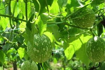 吃太多吊瓜好吗,吊瓜过量食用的影响与注意事项