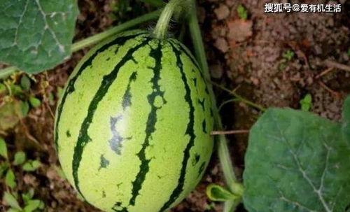 地里瓜怎么吃,探索地瓜的多样美味吃法