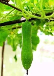 外婆的家吃瓜,夏日美味共享时光