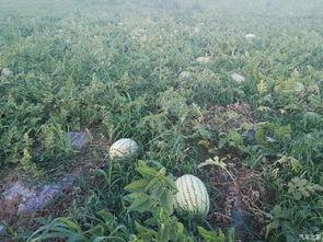 吃瓜讨论区,揭秘娱乐圈幕后真相