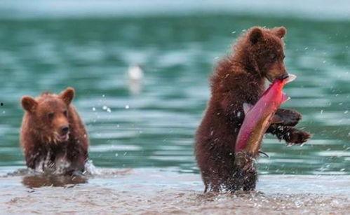 吃瓜小熊潜水视频播放,吃瓜小熊的潜水探险之旅