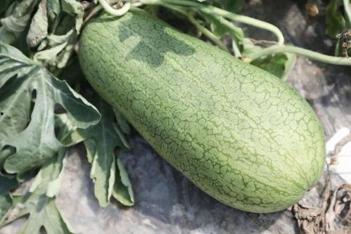 在哪吃的瓜,网络热议的“在哪吃的瓜”事件始末