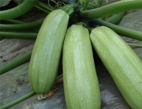 瓜西怎么吃,解锁多样吃法，尽享美味时光