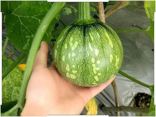 小舒同学 吃瓜,吃瓜群众的快乐与烦恼