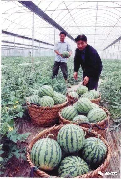 吃瓜体验官,一场味蕾与心灵的盛宴体验