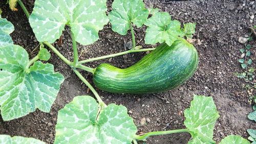 猫可以吃瓠瓜吗怎么吃,瓠瓜的正确食用方法及猫猫适用性解析