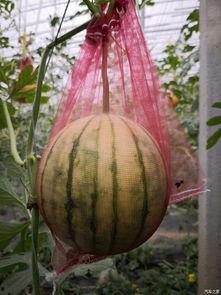 吃大白瓜,大白瓜美食探秘