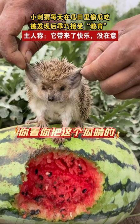 叫瓜吃的动物,揭秘那些爱吃瓜的动物世界