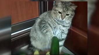 小猫吃瓜眼睛会转,眼睛旋转背后的奥秘揭秘