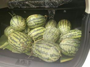 搬着凳子吃瓜,品味人间烟火——搬着凳子吃瓜的悠闲时光