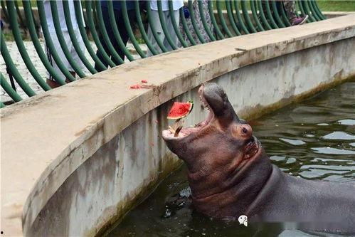 吃瓜大狒狒,揭秘娱乐圈背后的那些事儿