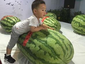 吃瓜爆瓜大事件,揭秘年度爆瓜大事件